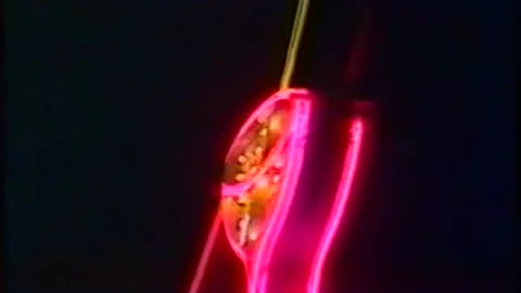 Kim Christy Classics